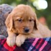 Image of Magnolia, a Golden Retriever puppy