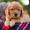 Image of Magnolia, a Golden Retriever puppy