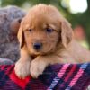 Image of Magnolia, a Golden Retriever puppy