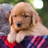 Image of Magnolia, a Golden Retriever puppy