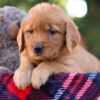 Image of Magnolia, a Golden Retriever puppy