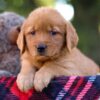 Image of Magnolia, a Golden Retriever puppy