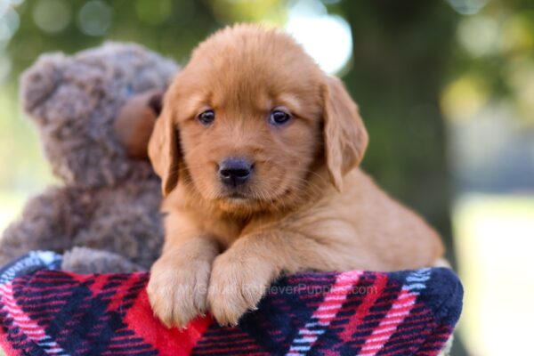 Image of Magnolia, a Golden Retriever puppy