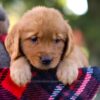 Image of Magnolia, a Golden Retriever puppy