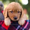 Image of Magnolia, a Golden Retriever puppy