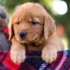 Image of Magnolia, a Golden Retriever puppy