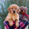 Image of Malik, a Golden Retriever puppy