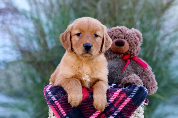 Image of Malik, a Golden Retriever puppy