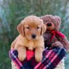 Image of Malik, a Golden Retriever puppy