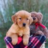 Image of Malik, a Golden Retriever puppy