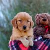 Image of Malik, a Golden Retriever puppy