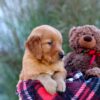 Image of Malik, a Golden Retriever puppy