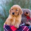 Image of Malik, a Golden Retriever puppy