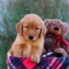 Image of Malik, a Golden Retriever puppy