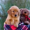 Image of Malik, a Golden Retriever puppy