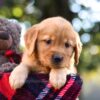 Image of Mandy, a Golden Retriever puppy