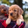 Image of Mandy, a Golden Retriever puppy