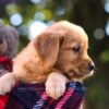 Image of Mandy, a Golden Retriever puppy