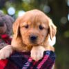 Image of Mandy, a Golden Retriever puppy