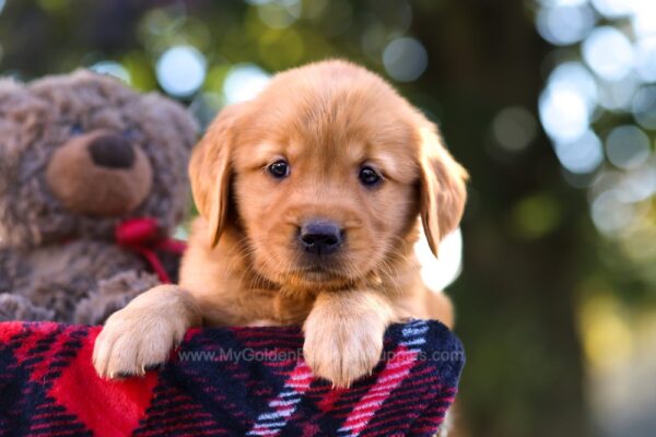 Image of Mandy, a Golden Retriever puppy