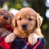 Image of Mandy, a Golden Retriever puppy