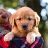 Image of Mandy, a Golden Retriever puppy