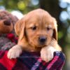 Image of Mandy, a Golden Retriever puppy