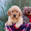 Image of Marley, a Golden Retriever puppy