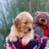 Image of Marley, a Golden Retriever puppy