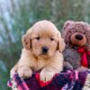 Image of Marley, a Golden Retriever puppy