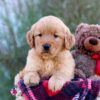 Image of Marley, a Golden Retriever puppy