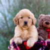 Image of Marley, a Golden Retriever puppy