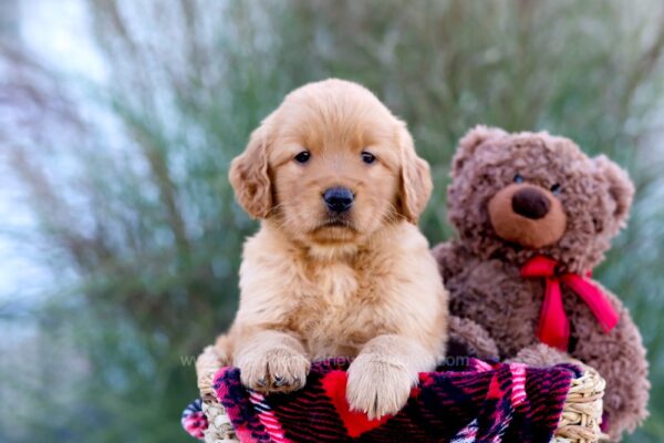 Image of Marley, a Golden Retriever puppy