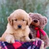 Image of Marley, a Golden Retriever puppy