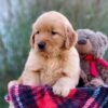 Image of Marley, a Golden Retriever puppy