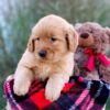 Image of Marley, a Golden Retriever puppy