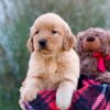 Image of Marley, a Golden Retriever puppy