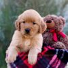 Image of Marley, a Golden Retriever puppy