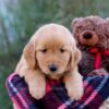 Image of Mateo, a Golden Retriever puppy