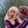 Image of Mateo, a Golden Retriever puppy