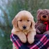 Image of Mateo, a Golden Retriever puppy