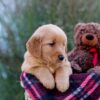 Image of Mateo, a Golden Retriever puppy