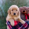 Image of Mateo, a Golden Retriever puppy