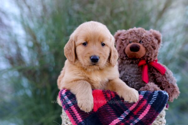 Image of Mateo, a Golden Retriever puppy