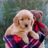 Image of Mateo, a Golden Retriever puppy