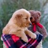 Image of Mateo, a Golden Retriever puppy