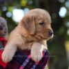 Image of Maverick, a Golden Retriever puppy