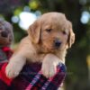 Image of Maverick, a Golden Retriever puppy