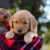 Image of Maverick, a Golden Retriever puppy