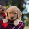 Image of Maverick, a Golden Retriever puppy